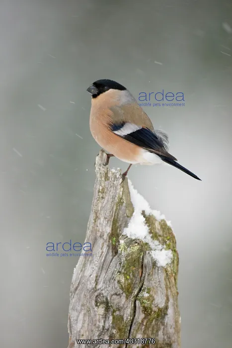 : Eurasian Bullfinch : Eurasian Bullfinch