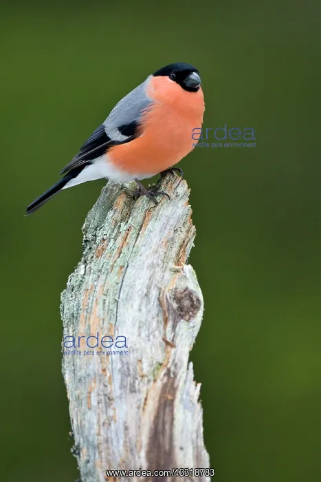 : Eurasian Bullfinch : Eurasian Bullfinch