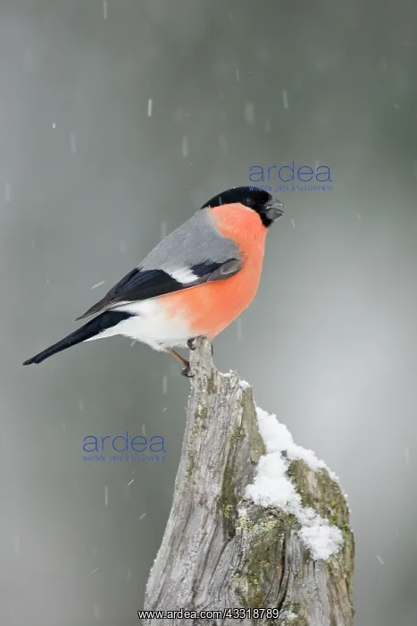 : Eurasian Bullfinch : Eurasian Bullfinch