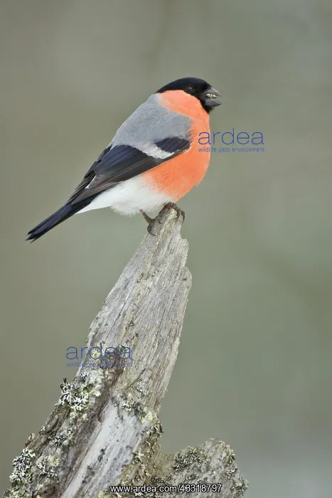 : Eurasian Bullfinch : Eurasian Bullfinch