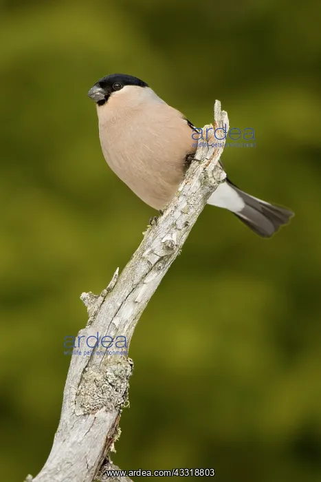 : Eurasian Bullfinch : Eurasian Bullfinch