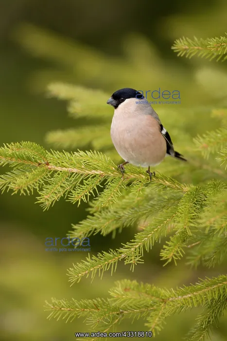 : Eurasian Bullfinch : Eurasian Bullfinch