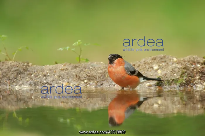 : Eurasian Bullfinch : Eurasian Bullfinch