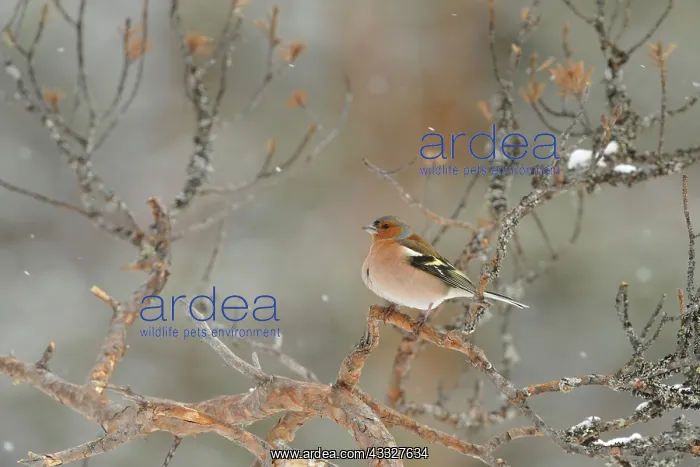 : Eurasian Bullfinch : Eurasian Bullfinch