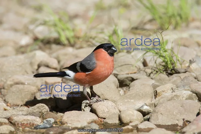 : Eurasian Bullfinch - adult male - Germany : Eurasian Bullfinch - adult male - Germany