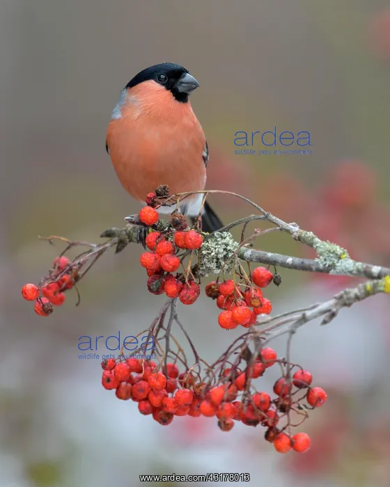  : Eurasian bullfinch, bullfinch (Pyrrhula pyrrhula)