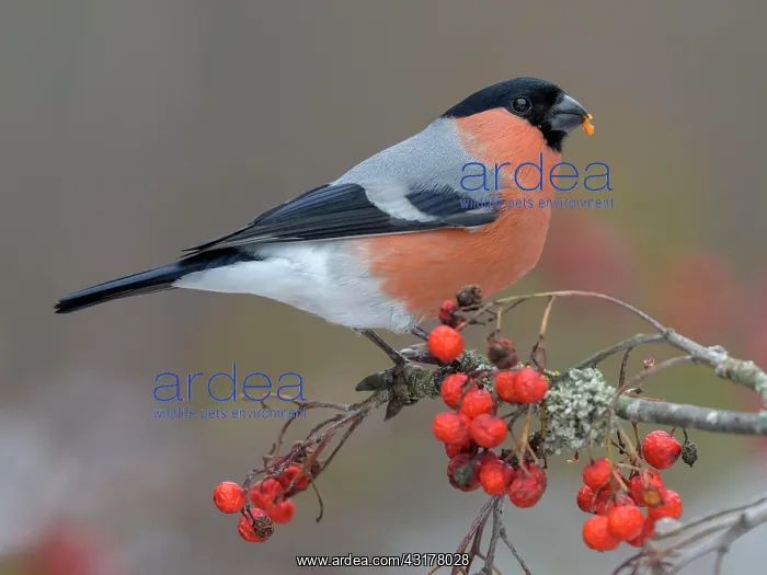 : Eurasian bullfinch, bullfinch (Pyrrhula pyrrhula) : Eurasian bullfinch, bullfinch (Pyrrhula pyrrhula)