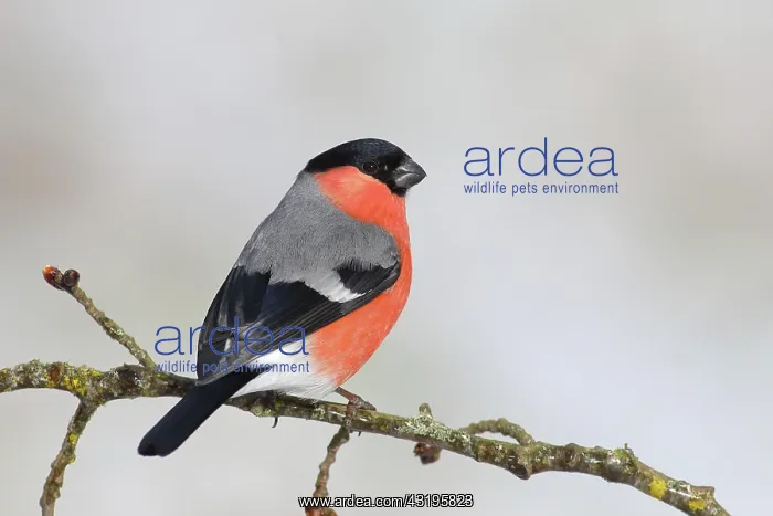: Eurasian bullfinch, bullfinch (Pyrrhula pyrrhula) : Eurasian bullfinch, bullfinch (Pyrrhula pyrrhula)