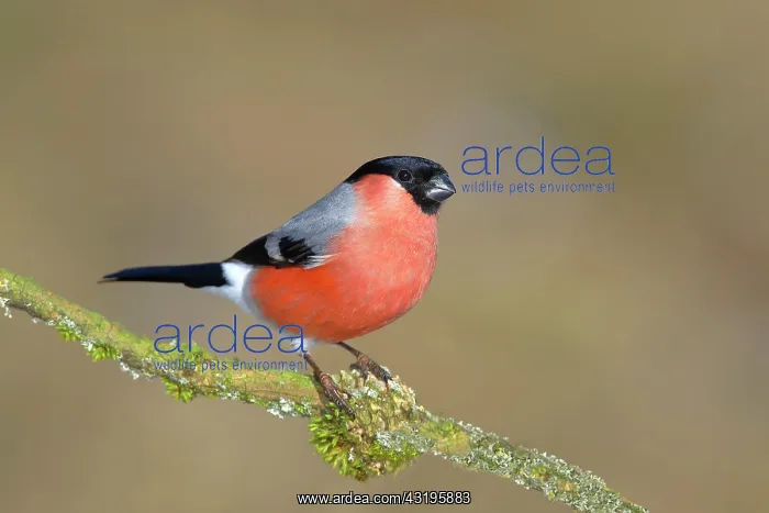: Eurasian bullfinch, bullfinch (Pyrrhula pyrrhula) : Eurasian bullfinch, bullfinch (Pyrrhula pyrrhula)