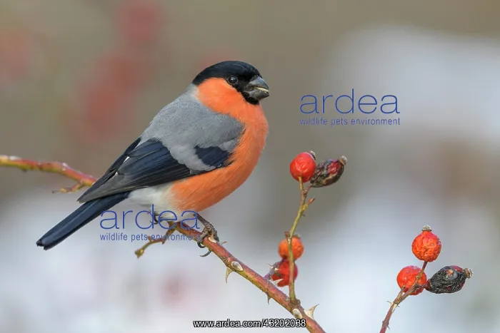 : Eurasian bullfinch, bullfinch (Pyrrhula pyrrhula) : Eurasian bullfinch, bullfinch (Pyrrhula pyrrhula)