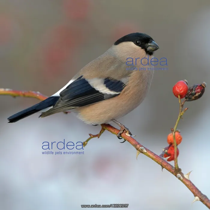 : Eurasian bullfinch, bullfinch (Pyrrhula pyrrhula) : Eurasian bullfinch, bullfinch (Pyrrhula pyrrhula)