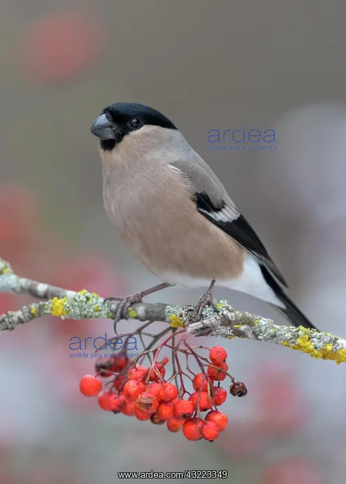 : Eurasian bullfinch, bullfinch (Pyrrhula pyrrhula) : Eurasian bullfinch, bullfinch (Pyrrhula pyrrhula)