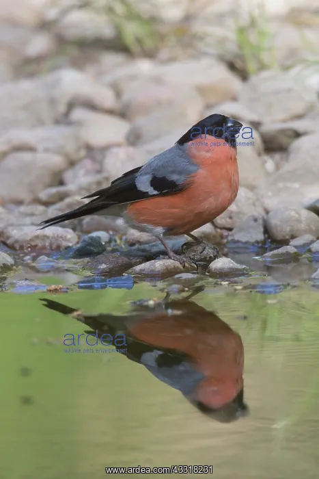 : Eurasian Bullfinch - male standing at the water : Eurasian Bullfinch - male standing at the water