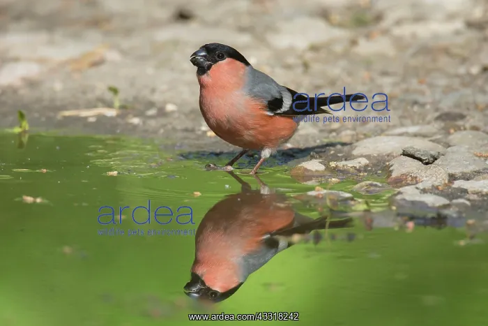 : Eurasian Bullfinch - male standing at the water : Eurasian Bullfinch - male standing at the water