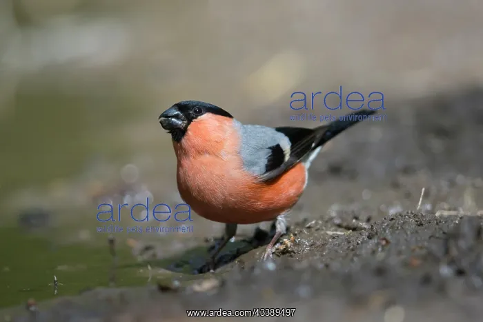: Eurasian Bullfinch male water : Eurasian Bullfinch male water
