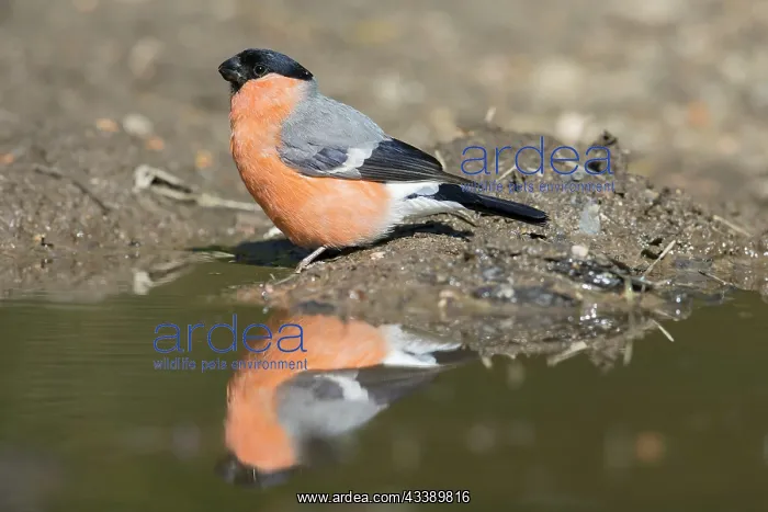 : Eurasian Bullfinch male water : Eurasian Bullfinch male water