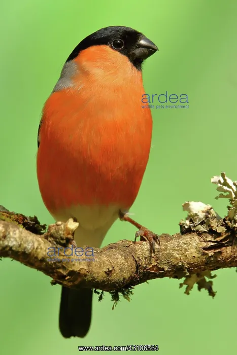 : Eurasian bullfinch (Pyrrhula pyrrhula), male, sitting : Eurasian bullfinch (Pyrrhula pyrrhula), male, sitting