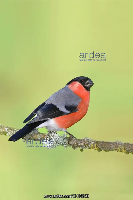 : Eurasian bullfinch (Pyrrhula pyrrhula), male, standing : Eurasian bullfinch (Pyrrhula pyrrhula), male, standing