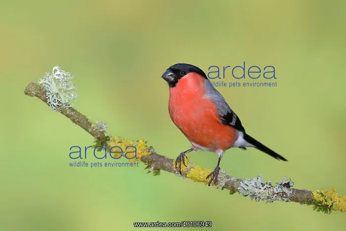 : Eurasian bullfinch (Pyrrhula pyrrhula), male, standing : Eurasian bullfinch (Pyrrhula pyrrhula), male, standing