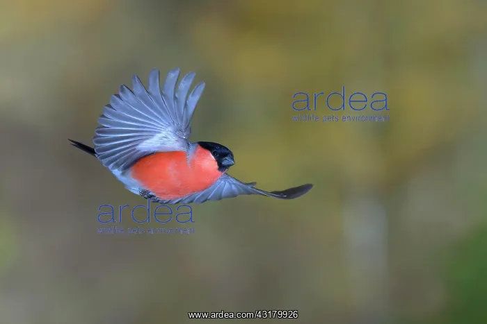 : Eurasian bullfinch (Pyrrhula pyrrhula), Gimbel male : Eurasian bullfinch (Pyrrhula pyrrhula), Gimbel male