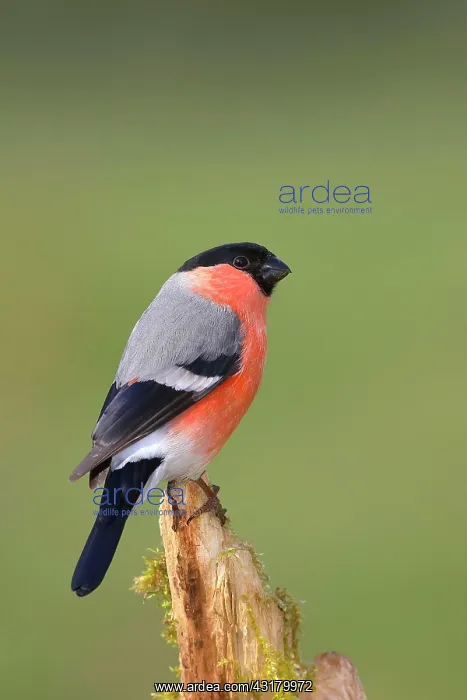 : Eurasian bullfinch (Pyrrhula pyrrhula), Gimbel male : Eurasian bullfinch (Pyrrhula pyrrhula), Gimbel male