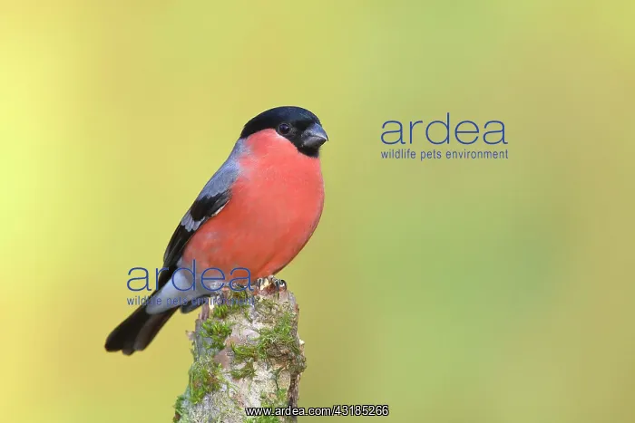 : Eurasian bullfinch (Pyrrhula pyrrhula), male, sitting : Eurasian bullfinch (Pyrrhula pyrrhula), male, sitting
