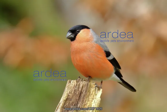: Eurasian bullfinch (Pyrrhula pyrrhula), male, sitting : Eurasian bullfinch (Pyrrhula pyrrhula), male, sitting