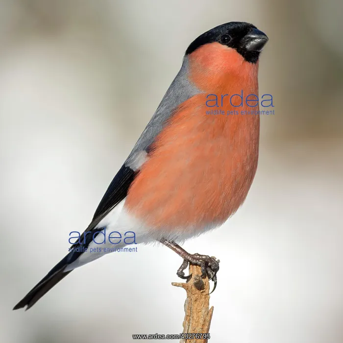 : Eurasian bullfinch (Pyrrhula pyrrhula), male, sitting : Eurasian bullfinch (Pyrrhula pyrrhula), male, sitting