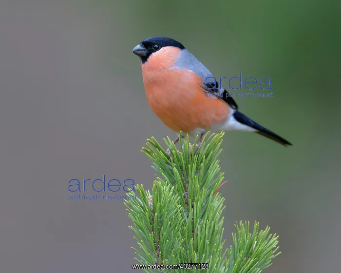 : Eurasian bullfinch (Pyrrhula pyrrhula), male, sitting : Eurasian bullfinch (Pyrrhula pyrrhula), male, sitting