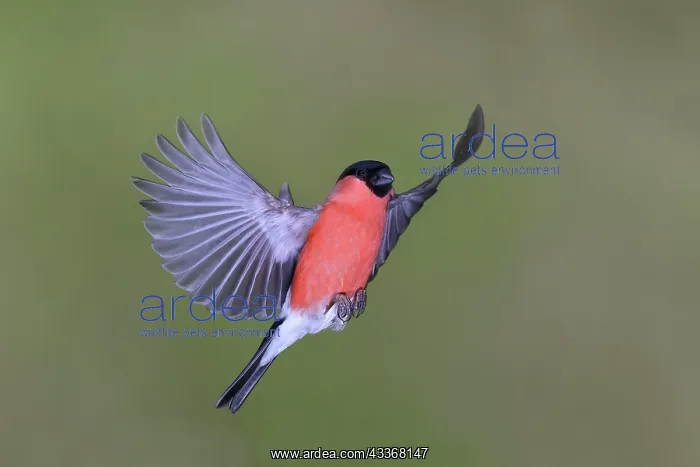 : Eurasian bullfinch (Pyrrhula pyrrhula), Gimbel male : Eurasian bullfinch (Pyrrhula pyrrhula), Gimbel male