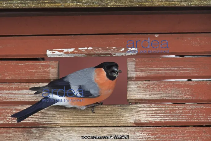 : Eurasian bullfinch (Pyrrhula pyrrhula), common bullfinch : Eurasian bullfinch (Pyrrhula pyrrhula), common bullfinch