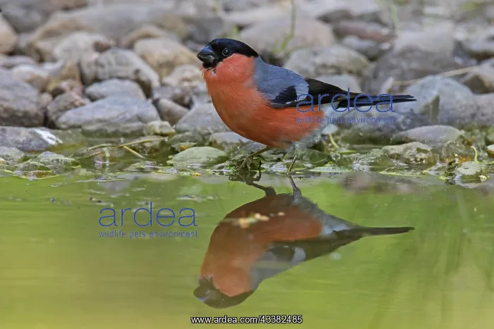 : Eurasian bullfinch (Pyrrhula pyrrhula), common bullfinch : Eurasian bullfinch (Pyrrhula pyrrhula), common bullfinch