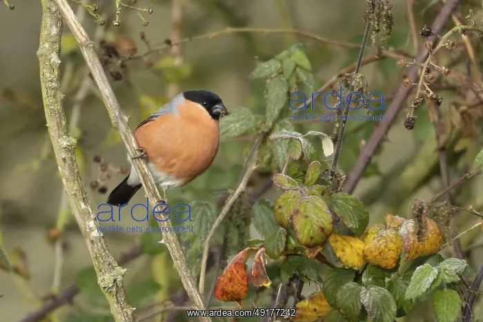 : Eurasian bullfinch (Pyrrhula pyrrhula) adult male bird feeding on nettle seeds in a hedgerow in winter : Eurasian bullfinch (Pyrrhula pyrrhula) adult male bird feeding on nettle seeds in a hedgerow in winter
