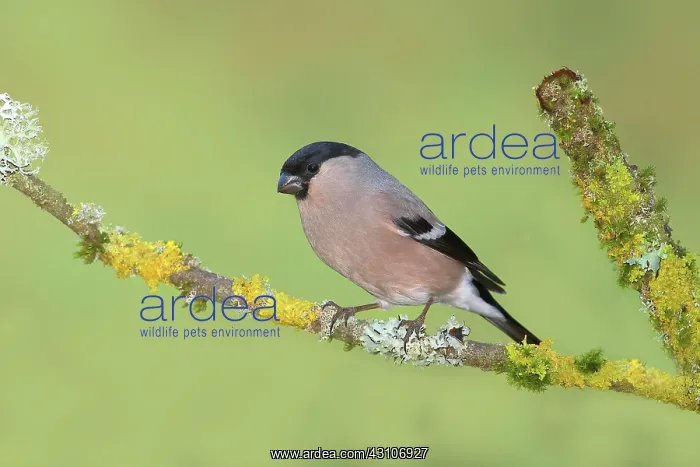 : Eurasian bullfinch (Pyrrhula pyrrhula), female : Eurasian bullfinch (Pyrrhula pyrrhula), female