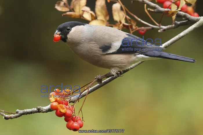 : Eurasian Bullfinch (Pyrrhula pyrrhula) female : Eurasian Bullfinch (Pyrrhula pyrrhula) female