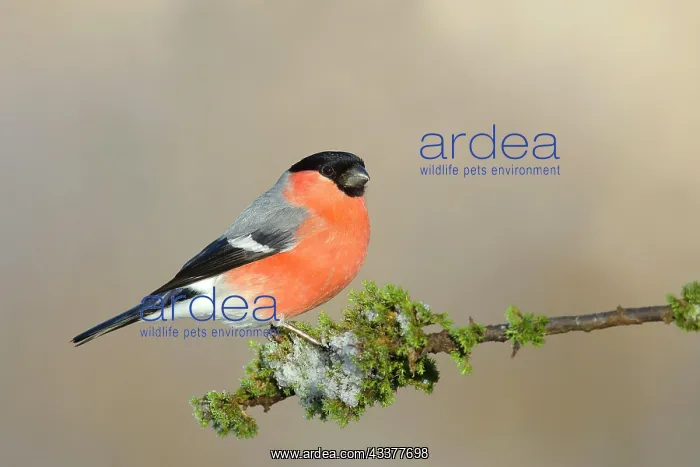 : Eurasian bullfinch (Pyrrhula pyrrhula), gimbel : Eurasian bullfinch (Pyrrhula pyrrhula), gimbel