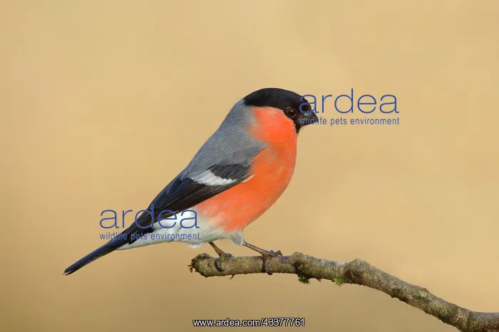 : Eurasian bullfinch (Pyrrhula pyrrhula), Gimbel : Eurasian bullfinch (Pyrrhula pyrrhula), Gimbel