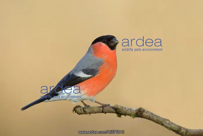 : Eurasian bullfinch (Pyrrhula pyrrhula), Gimbel : Eurasian bullfinch (Pyrrhula pyrrhula), Gimbel