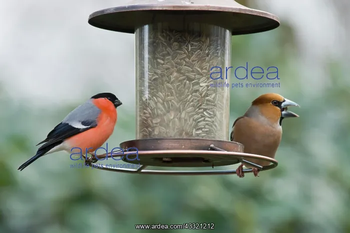 : Eurasian bullfinch (Pyrrhula pyrrhula) and Hawfinch : Eurasian bullfinch (Pyrrhula pyrrhula) and Hawfinch