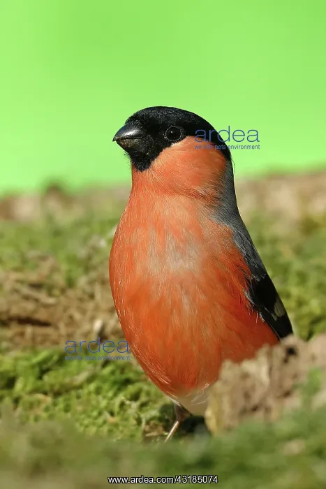 : Eurasian bullfinch (Pyrrhula pyrrhula) male, animal : Eurasian bullfinch (Pyrrhula pyrrhula) male, animal