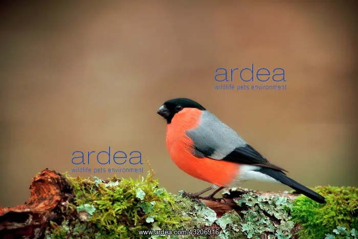 : Eurasian bullfinch (Pyrrhula pyrrhula) male, Ardennes : Eurasian bullfinch (Pyrrhula pyrrhula) male, Ardennes