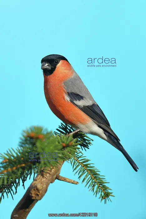 : Eurasian bullfinch (Pyrrhula pyrrhula), male on : Eurasian bullfinch (Pyrrhula pyrrhula), male on