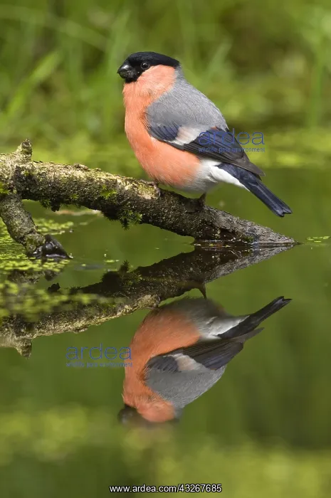 : Eurasian Bullfinch (Pyrrhula pyrrhula) male at : Eurasian Bullfinch (Pyrrhula pyrrhula) male at
