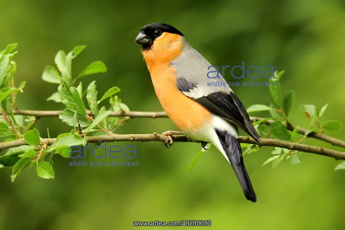 : Eurasian bullfinch (Pyrrhula pyrrhula), male on : Eurasian bullfinch (Pyrrhula pyrrhula), male on