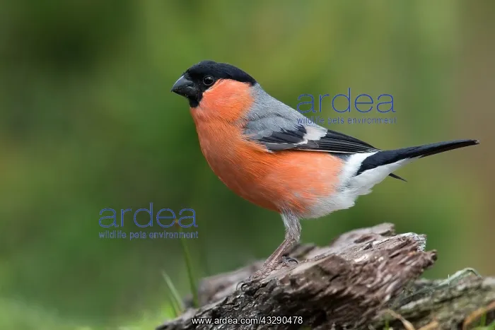 : Eurasian Bullfinch (Pyrrhula pyrrhula) male per : Eurasian Bullfinch (Pyrrhula pyrrhula) male per