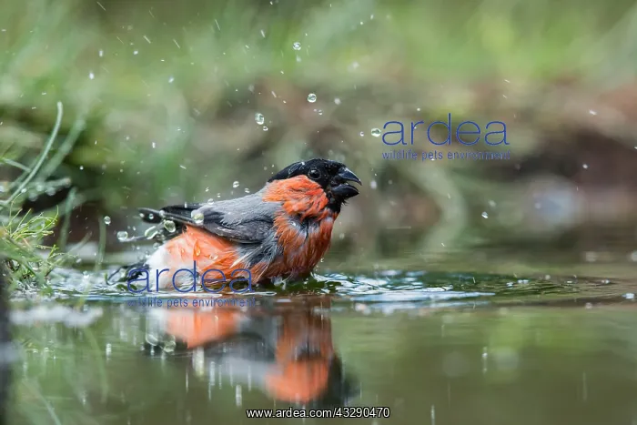 : Eurasian Bullfinch (Pyrrhula pyrrhula) male bat : Eurasian Bullfinch (Pyrrhula pyrrhula) male bat