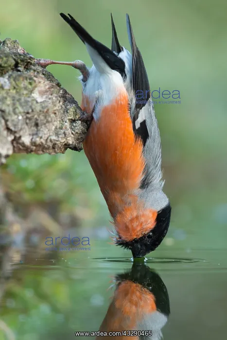  : Eurasian Bullfinch (Pyrrhula pyrrhula) male dri