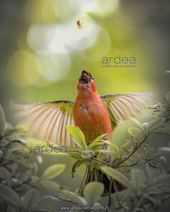 : Eurasian bullfinch (Pyrrhula pyrrhula) behind spider : Eurasian bullfinch (Pyrrhula pyrrhula) behind spider
