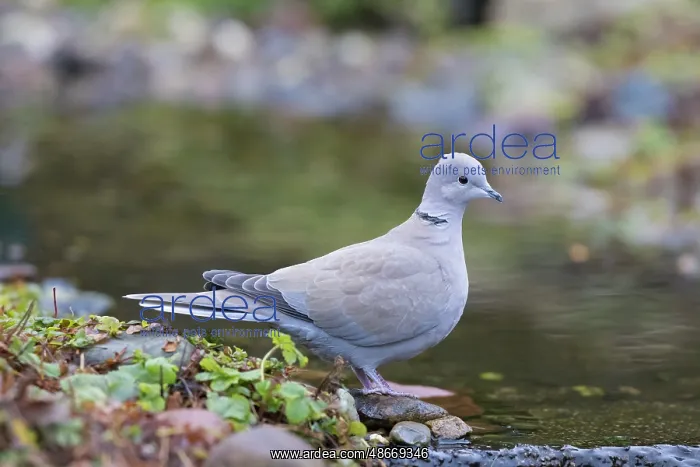 : Eurasian Collared Dove 08 : Eurasian Collared Dove 08
