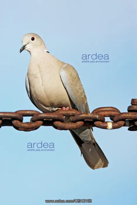 : Eurasian Collared-Dove : Eurasian Collared-Dove